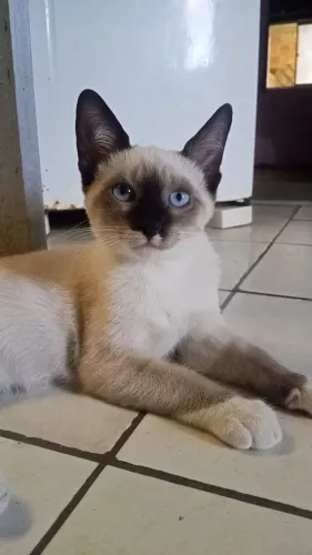 Gatos siamês