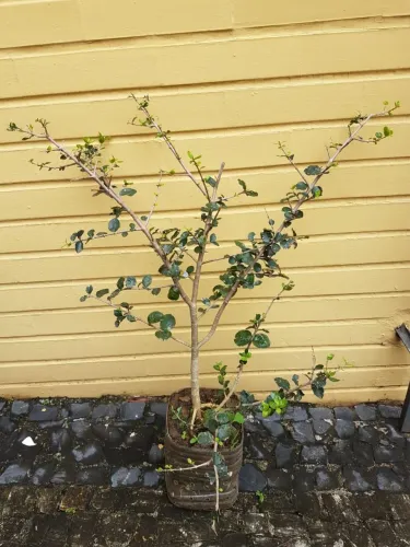 Mudas de Acerola já enraizada.