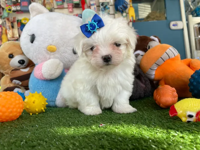 Maltês machinho disponível!!