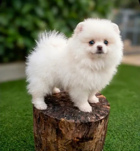 Spitz alemão Anão 