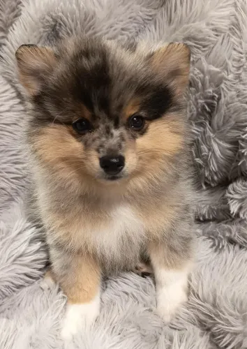 Lulu da Pomerania