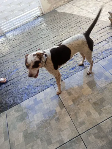 Doa se uma cachorra