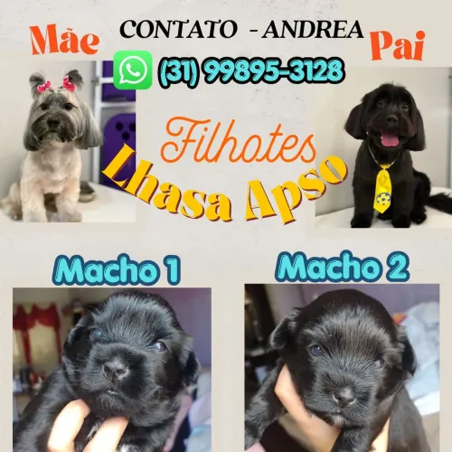 Filhotes Lhasa Apso