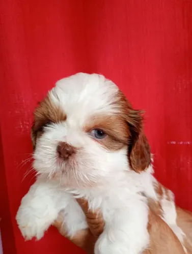 Filhotes Shih Tzu Machinhos