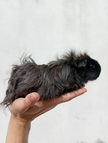 Porquinho da índia criatório malagutti