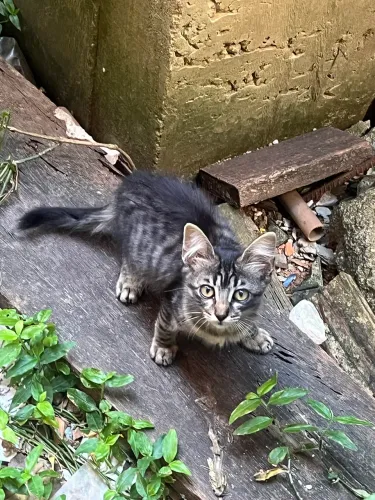 ADOÇÃO RESPONSÁVEL 