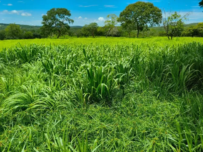 VENDO FAZENDA REGIÃO DE RONDONÓPOLIS/MT (TESOURO)
