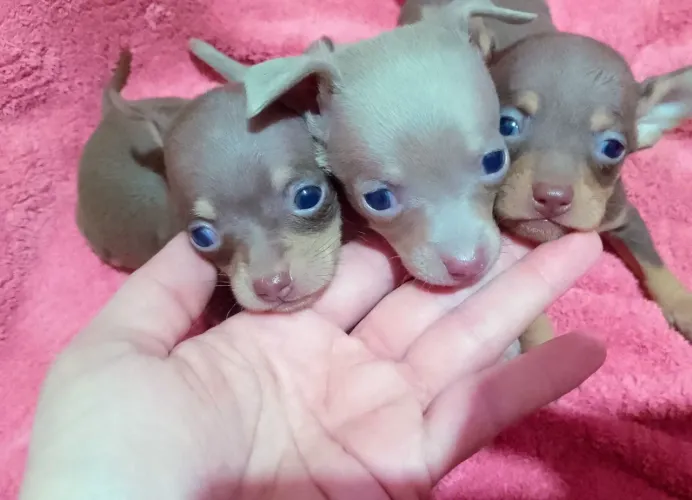 Pinscher miniatura