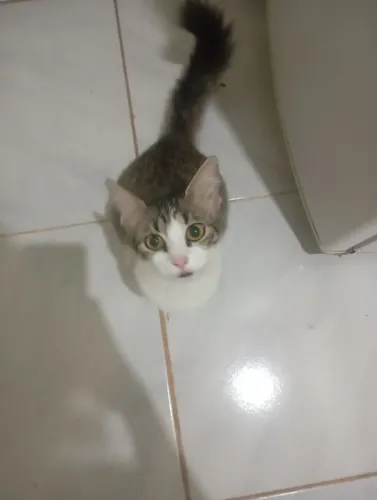 Doação de gata