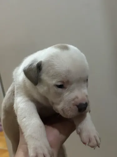 Cachorro