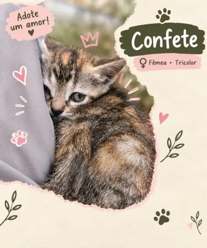 Filhote fêmea para adoção responsável