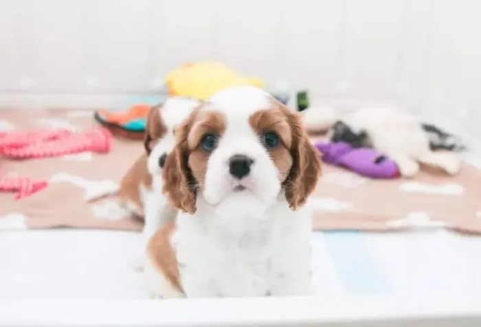Cavalier King fofinhos prontos para lar carinhoso