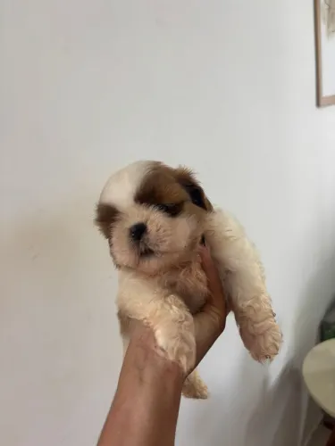 Cachorro shitszu