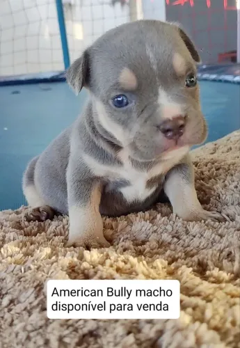 Filhote de American Bully triblue macho disponível 