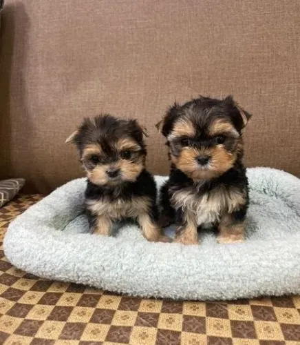 Filhote de cachorro yorkshire com temperamento amigável e dócil