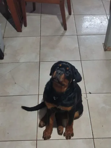 ? Rottweiler filhote disponível - Passo Fundo