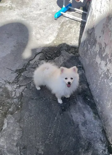 Spitz Alemão (Lulu da Pomerânia) Fêmea Branca - Pandora - 6 Meses | Fox Face ?