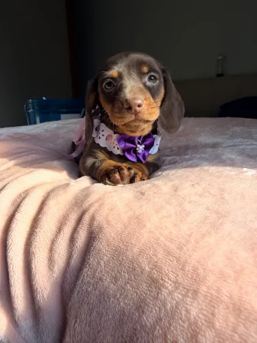 Dachushund fêmea