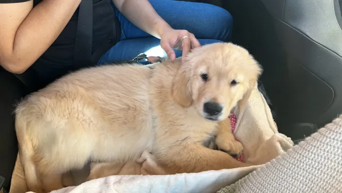 Golden Retriever