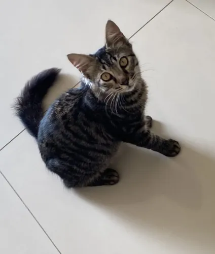 Gatinho 6 meses, castrado para adoção responsável.