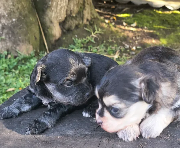 Lindos ,casal filhotes puddle com maltês,pais pequenos
