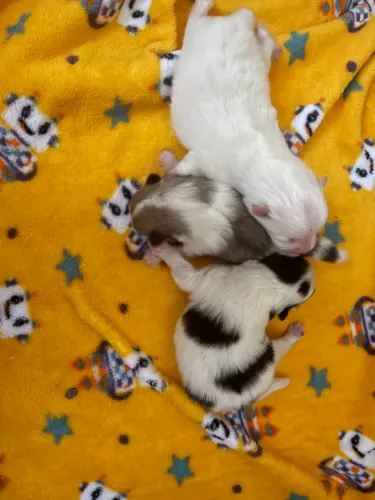 Lulu da Pomerânia