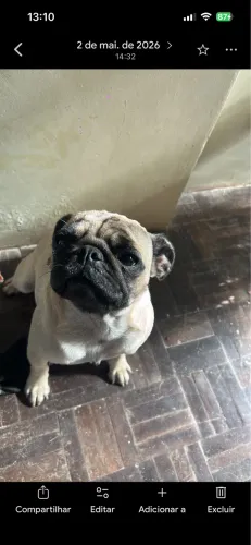 Pug fêmea minúscula