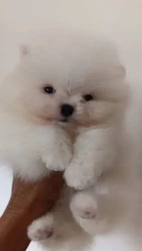 Lulu Pomerânia anão