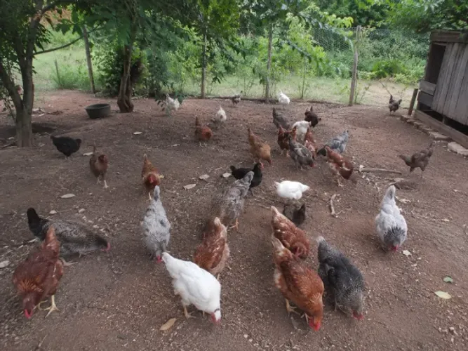 doando galinhas porcos e vacas