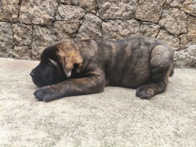 Cane Corso - Padrão Europeu