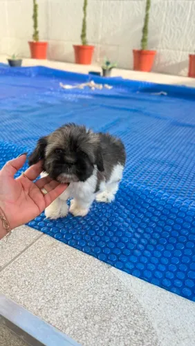 Lhasa Apso