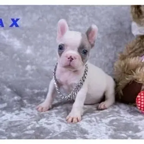 Bulldog Francês,Bulldog Francês Filhote Linda Linhagem Disponível