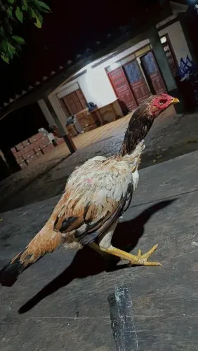Galinhas indio mura