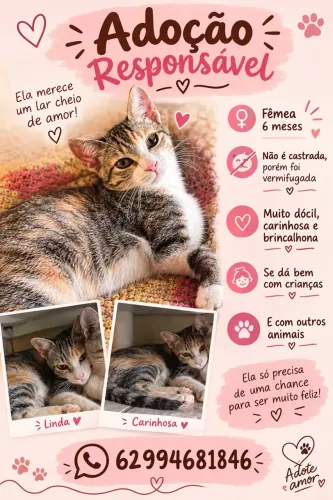 Gatinha para adoção