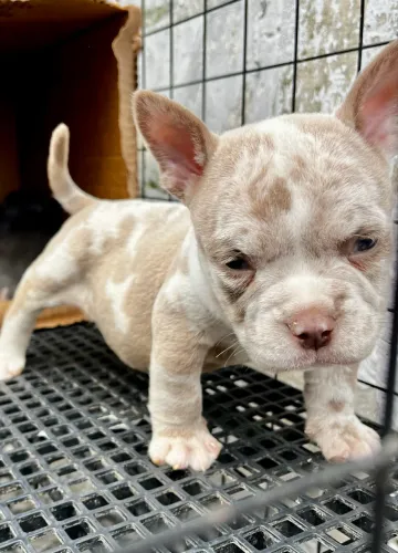 American Bully micro 