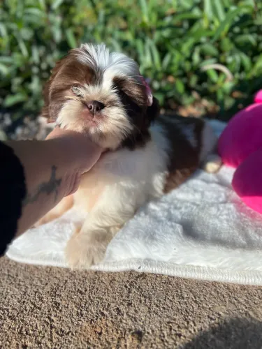 Filhotes shihtzu