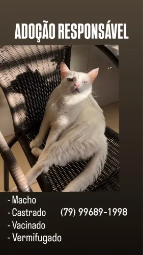 Adoção responsável de gato