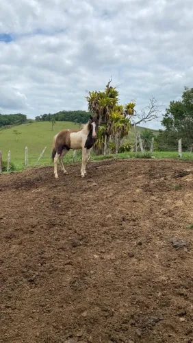 Potro Pampa