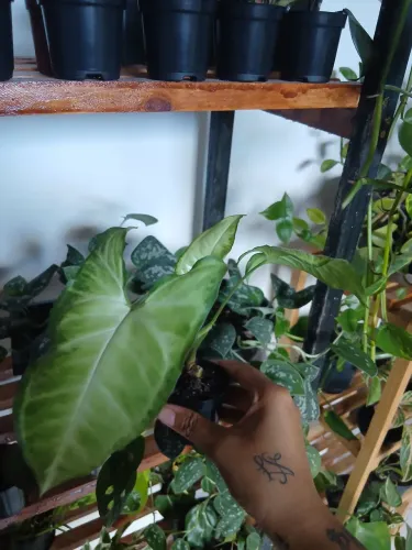 Plantas a partir de 5 reais