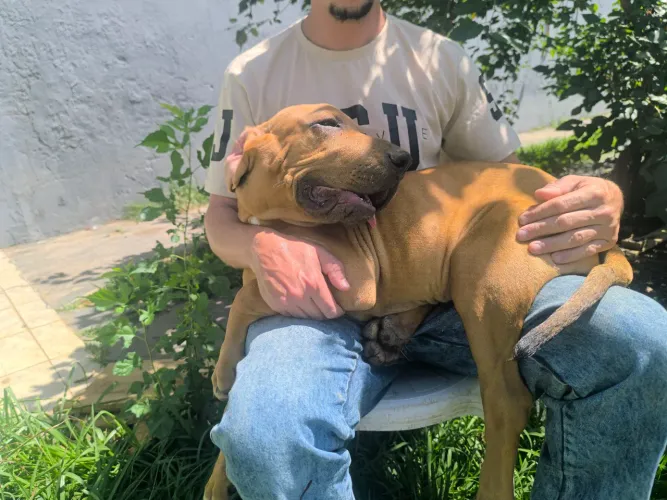 1 filhote fêmea de 4 meses fila brasileiro puro 1 macho 1ano e 8 meses disponivel 