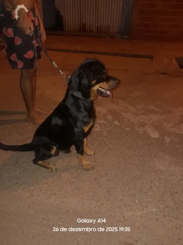 Rotwailler disponível para cruza 