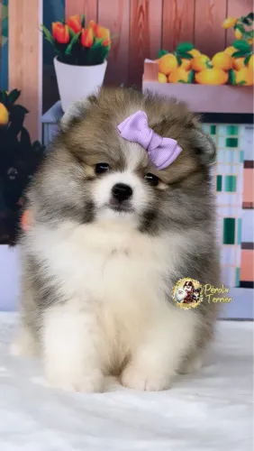 Fêmea de Spitz alemão C/ Pedigree