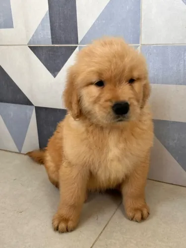 Golden Retriever macho filhote