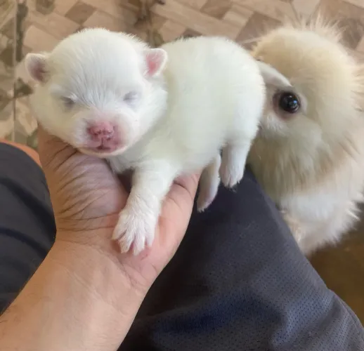 Lulu da pomerania