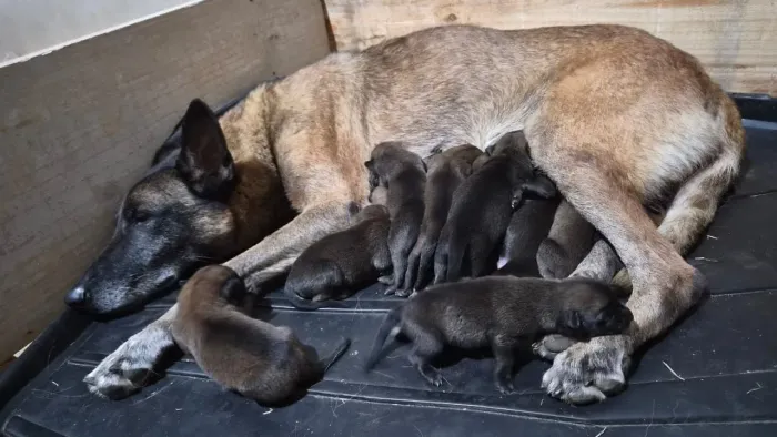 Filhotes de pastor belga malinois