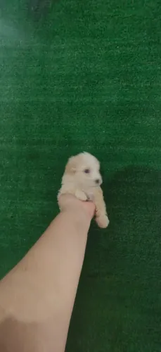 Filhotes de Poodle Toy legítimos