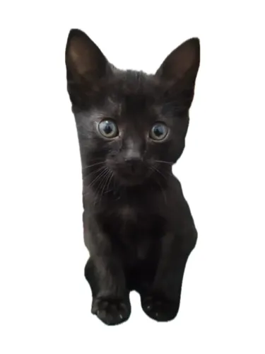 Gatinho preto