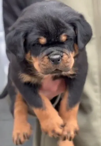 MACHOS E FÊMEAS DE ROTTWEILER