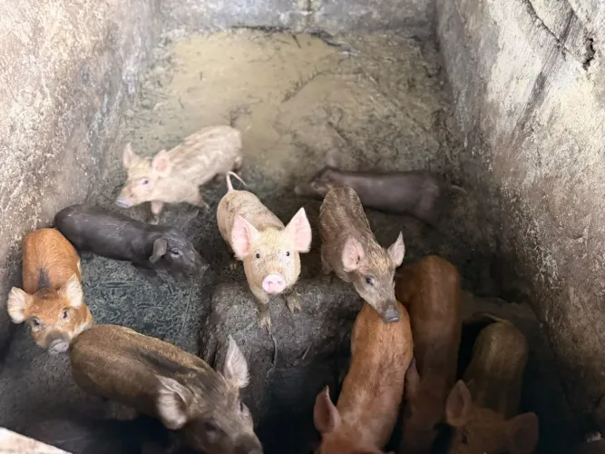Vendo leitão caipira 