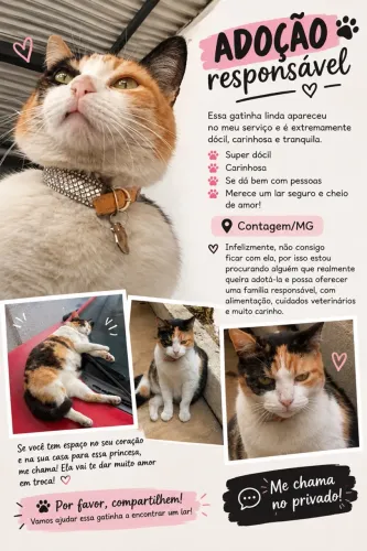 Adoção de gata fêmea